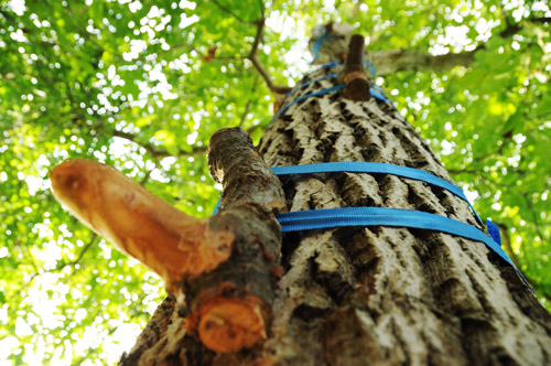 Kletterbaum mit Griff